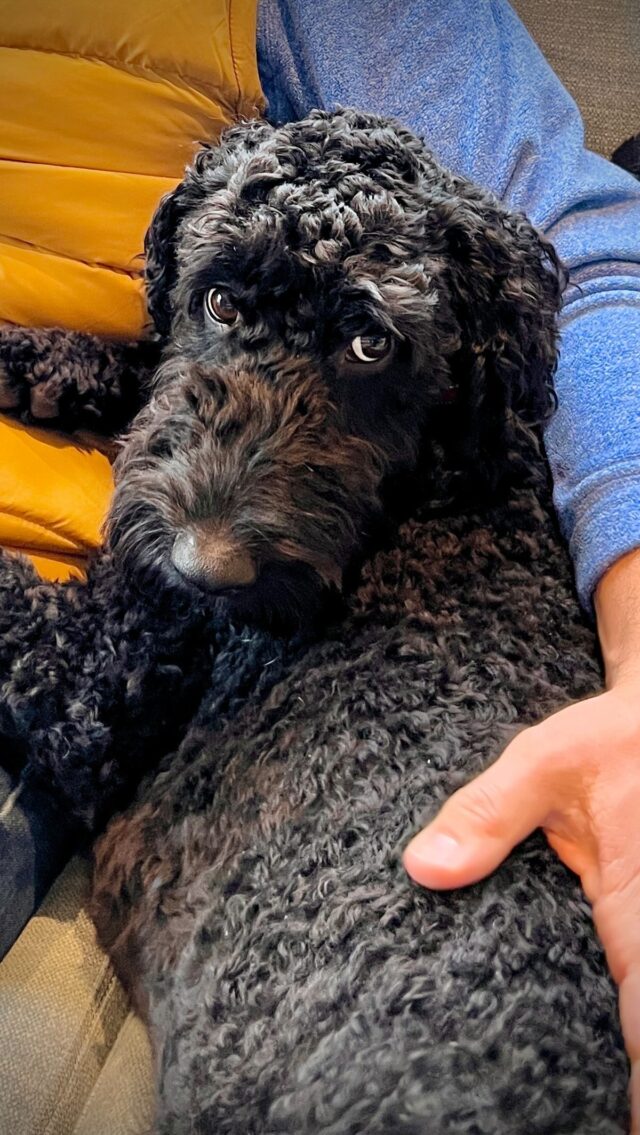 When you’re not allowed on the couch, but you’re a doodle so you’re for sure gonna find a workaround 🧠🏆