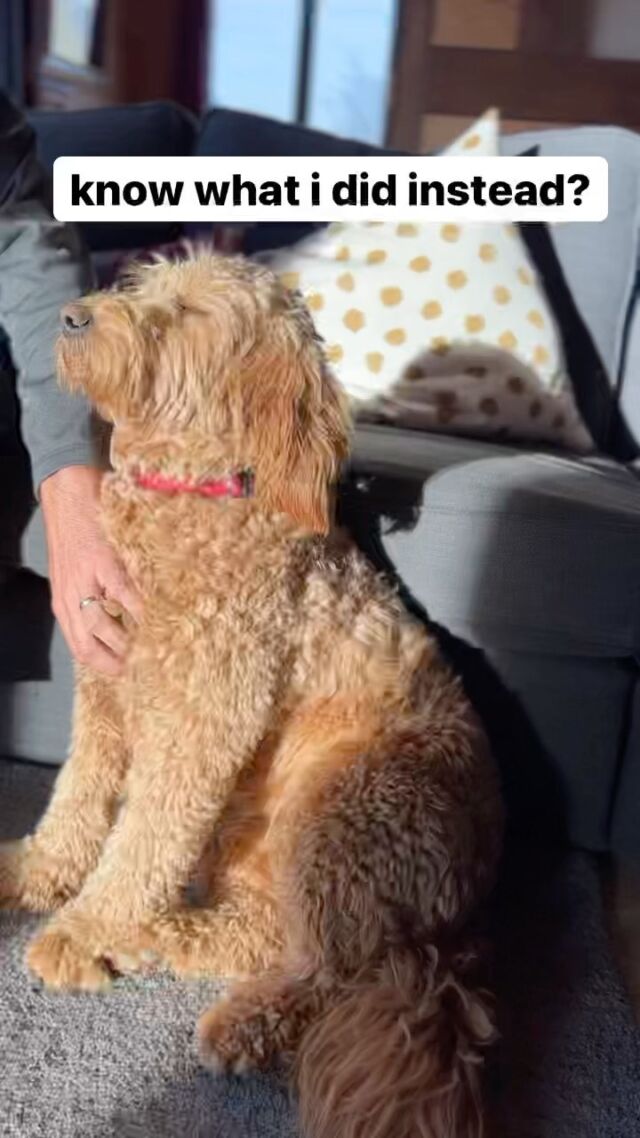 I’m coming back as a doodle in my next life
•
•
•
•
•

#dogreels #dogsofinstagram #dog #dogs #puppy #doglover #dogoftheday #doglife #dogstagram #cutedogs #reels #puppylove #petsofinstagram #dogvideos #doglove #pets #instadog #puppiesofinstagram #dogreelsofinstagram #hund #puppygram #cutedogvideos #reelsviral #cute #doglovers #puppyofinstagram #reelslovers #goldendoodle #petreels #doodlelovers