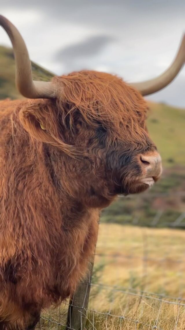 Gimme all the hairy coos. Every last one 🏴󠁧󠁢󠁳󠁣󠁴󠁿🐂. PSA — If you find yourself in Edinburgh and in need of a highland cow fix, head out to @swanstonfarm for a wee wander amongst these sexy beasts!